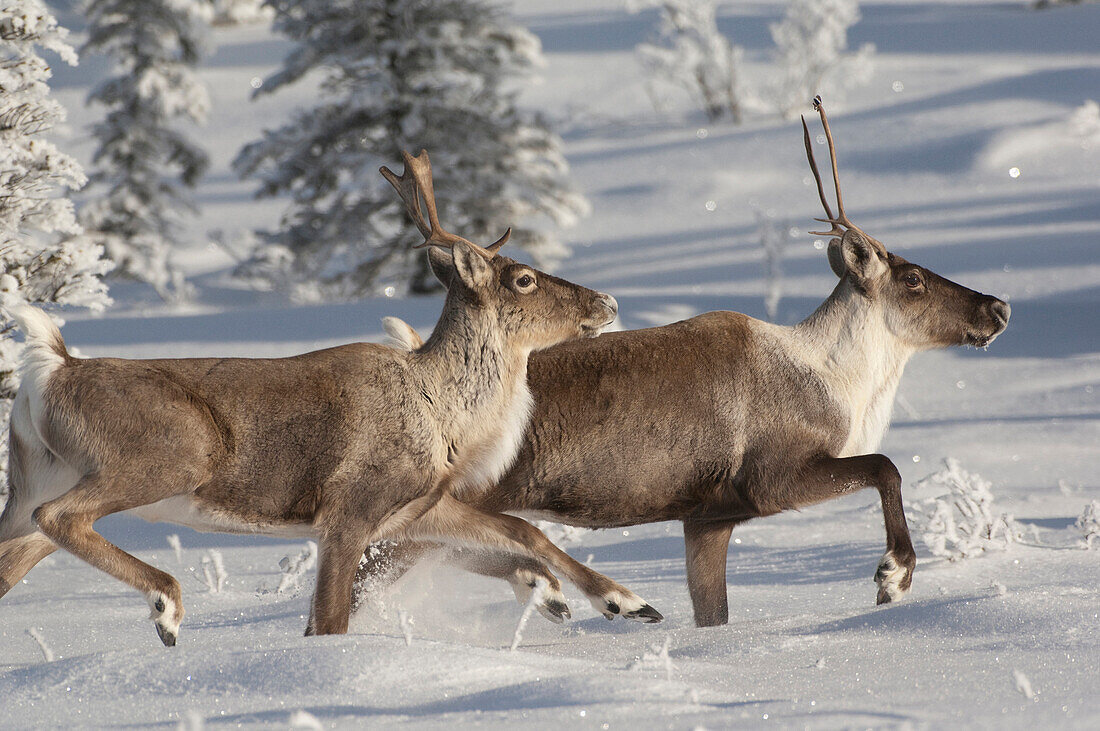 Caribou (Rangifer tarandus) pair running in snow, Alaska