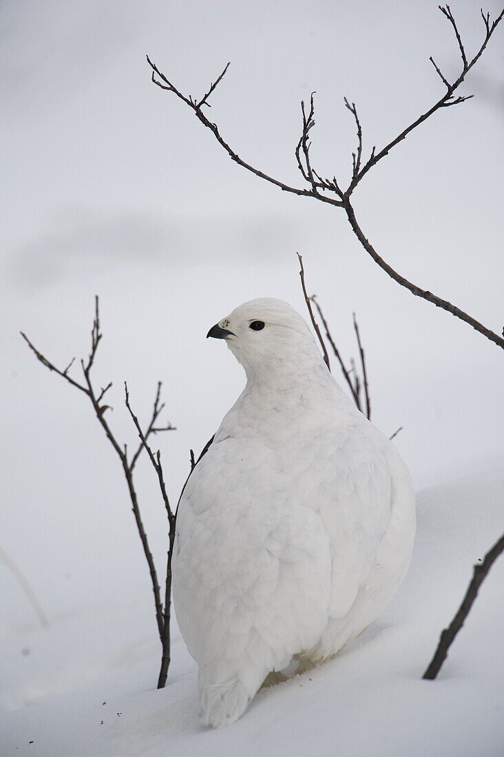 White-tailed Ptarmigan (Lagopus leucura) camouflaged in snow, Alaska