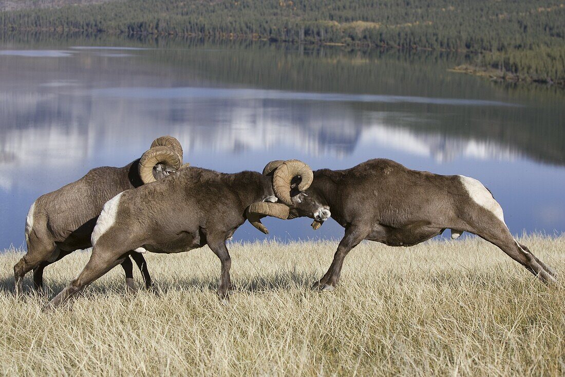 Bighorn Sheep (Ovis canadensis) rams butting heads, western Alberta, Canada, sequence 2 of 3