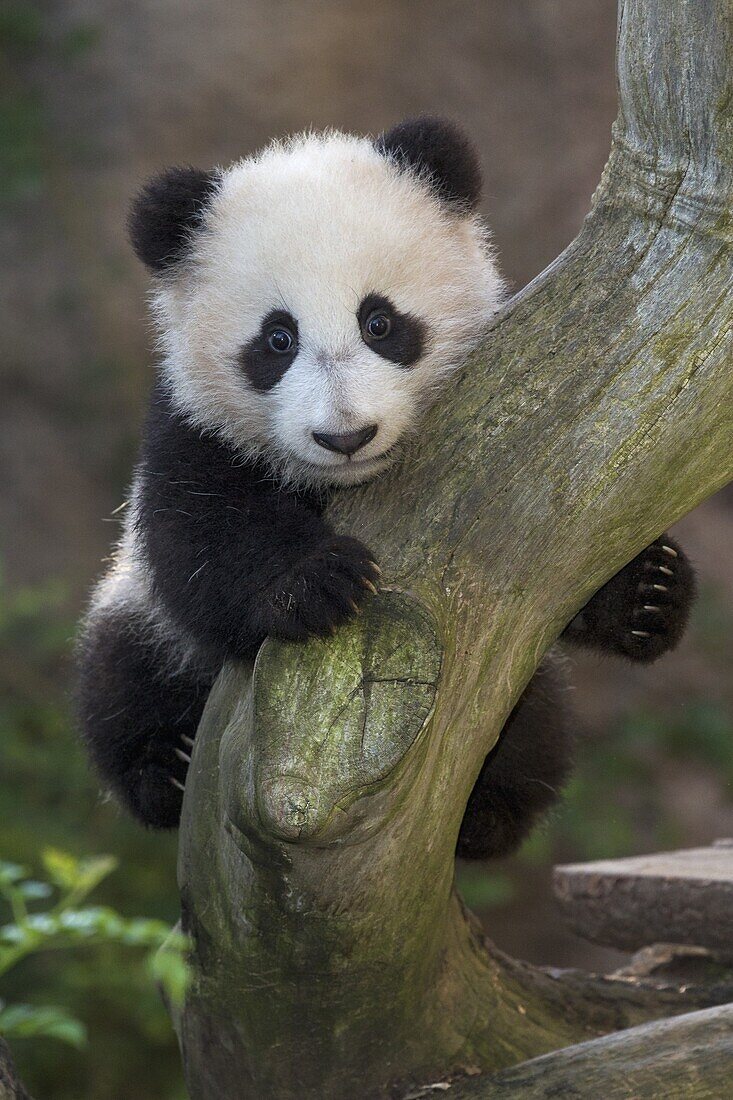 Giant Panda (Ailuropoda melanoleuca) cub in tree, native to China