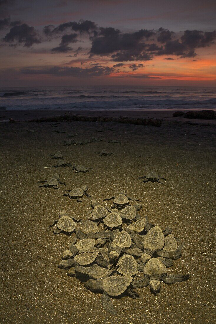 Olive Ridley Sea Turtle (Lepidochelys olivacea) hatchlings emerging from nest and making their way to the sea at sunrise, Ostional Beach, Costa Rica