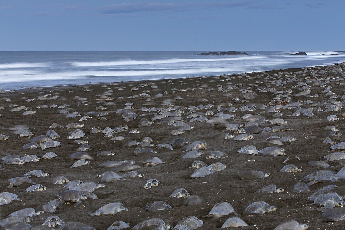 Olive Ridley Sea Turtle (Lepidochelys olivacea) females digging nests during an arribada egg-laying event, Ostional Beach, Costa Rica