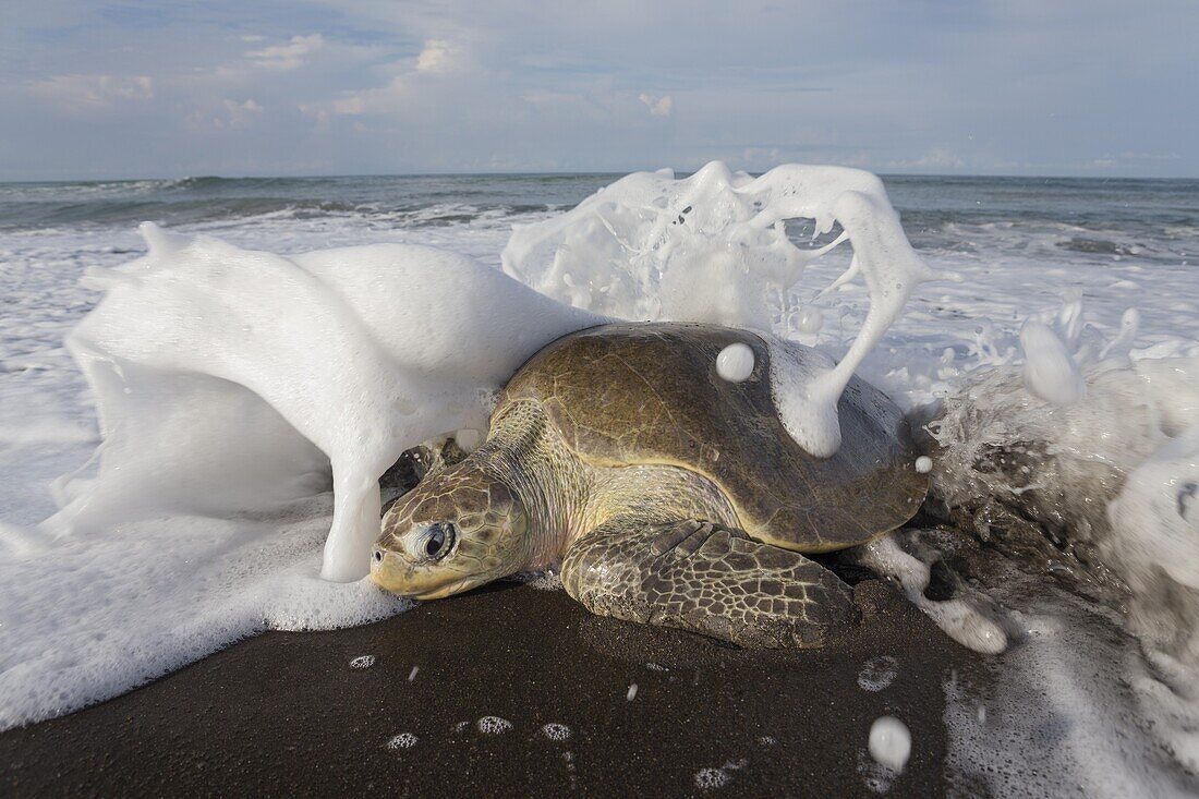 Olive Ridley Sea Turtle (Lepidochelys olivacea) female coming ashore to lay eggs, Ostional Beach, Costa Rica