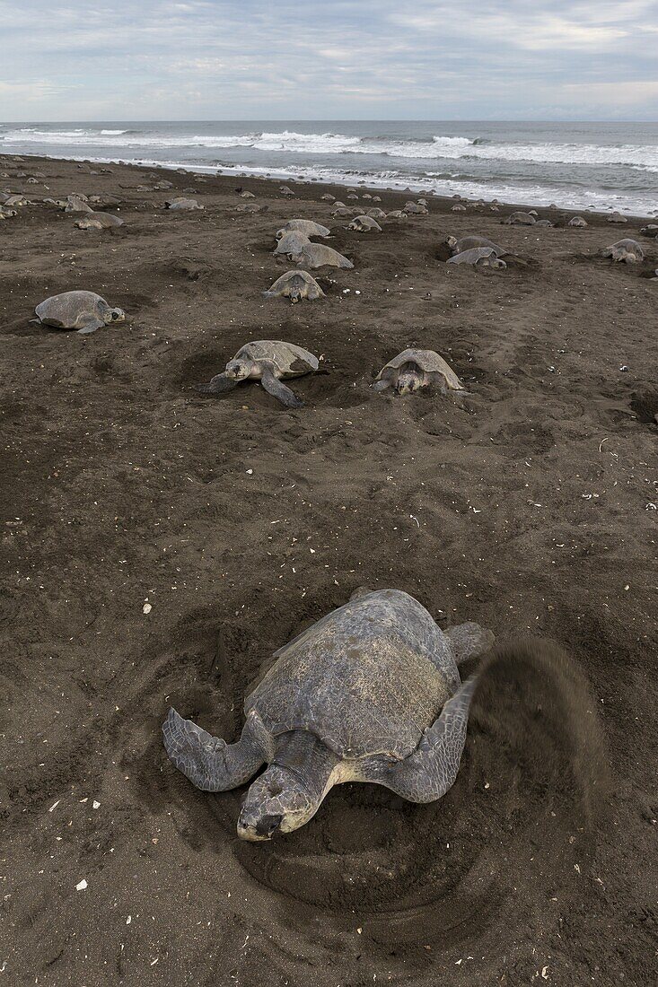 Olive Ridley Sea Turtle (Lepidochelys olivacea) females digging nests on beach in which to lay eggs, Ostional Beach, Costa Rica