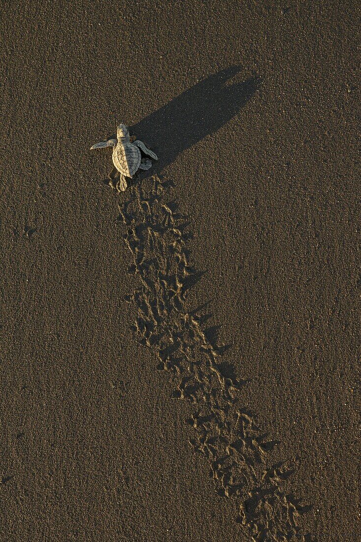 Olive Ridley Sea Turtle (Lepidochelys olivacea) hatchling on its way to the sea after emerging from its egg, Ostional Beach, Costa Rica