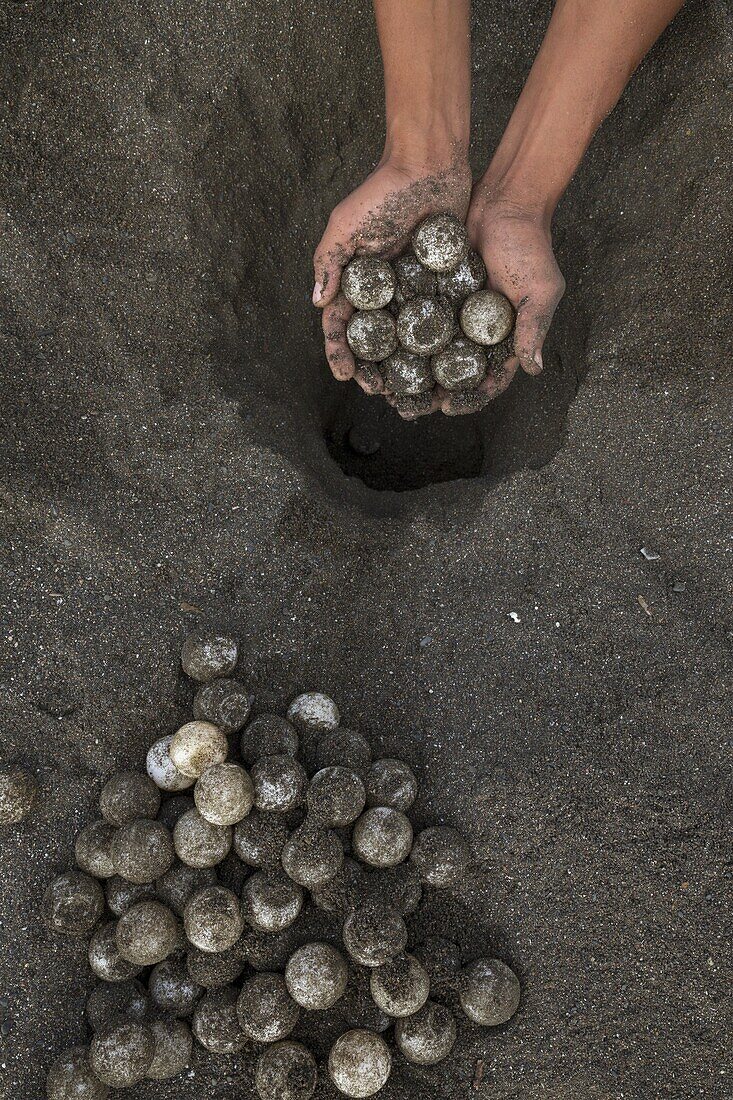 Olive Ridley Sea Turtle (Lepidochelys olivacea) eggs harvested by villagers with permission of conservation program designed to discourage poaching, Ostional Beach, Costa Rica