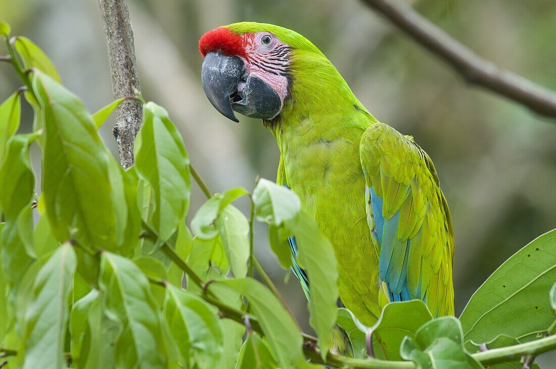 Great Green Macaw (Ara ambigua), La Marina Wildlife Rescue Center, Costa Rica