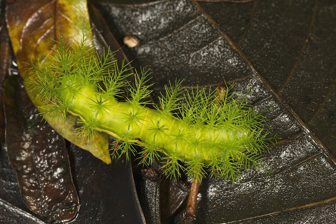 Cup Moth (Limacodidae) caterpillar, Barro Colorado Island, Panama