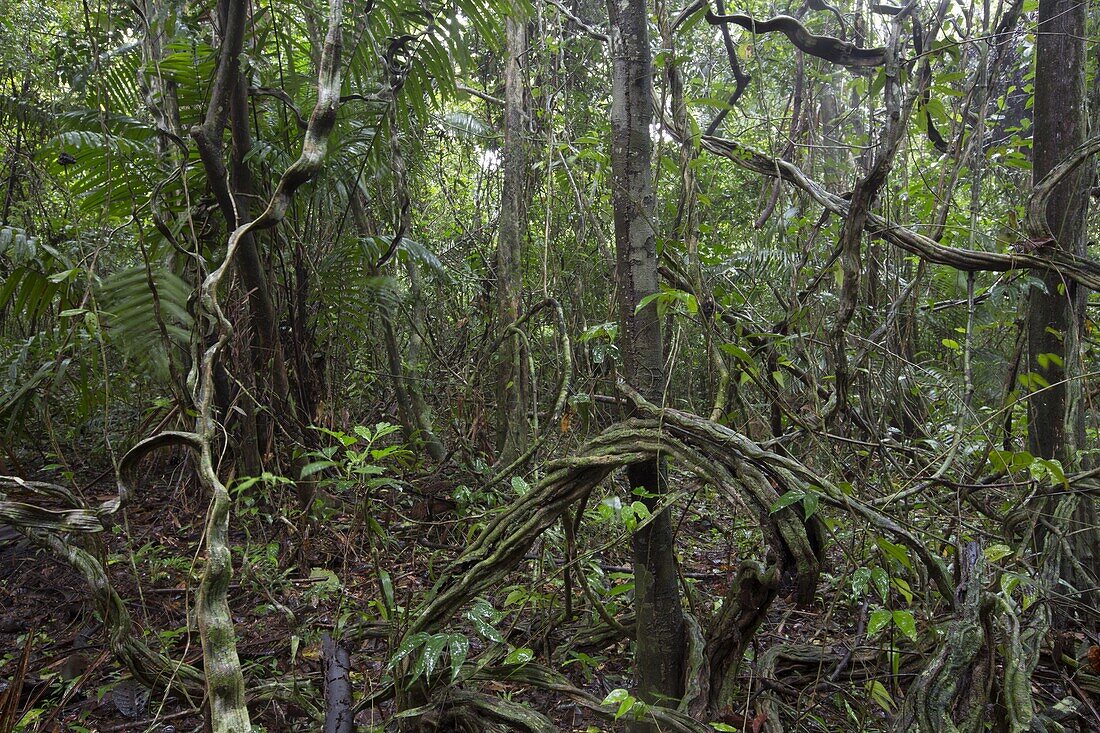 Lianas in tropical rainforest, Barro … – Bild kaufen – 71009207 lookphotos