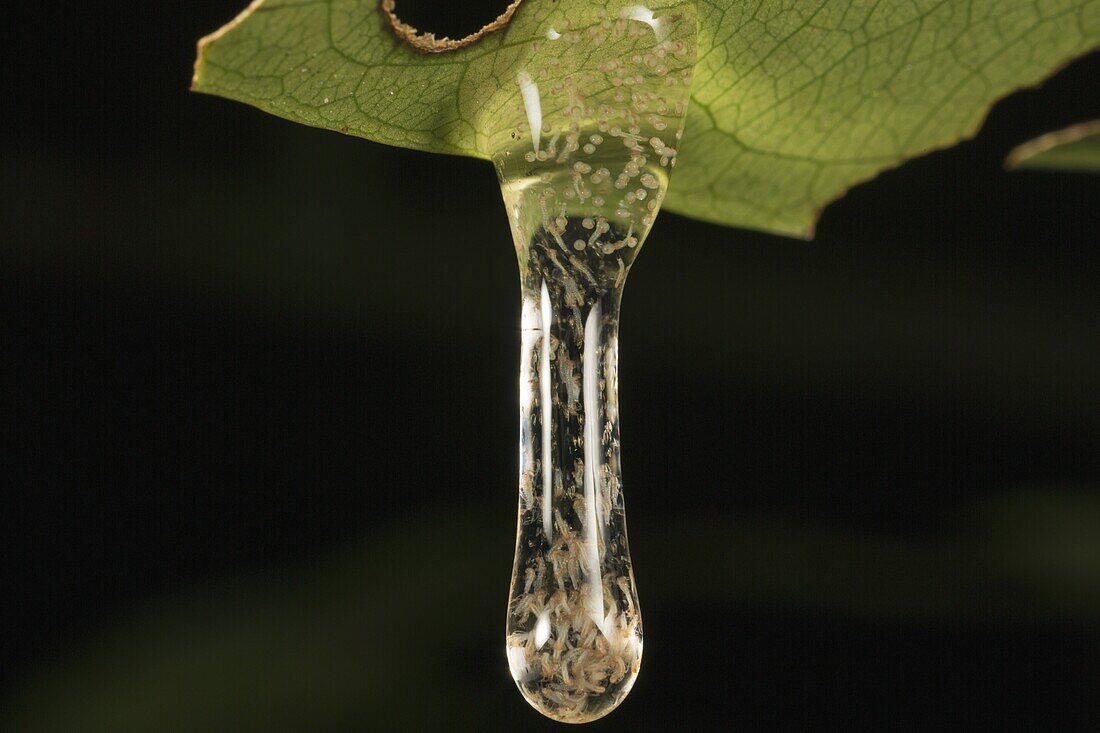Aquatic fly larvae in liquid attached to leaf, Barro Colorado Island, Panama