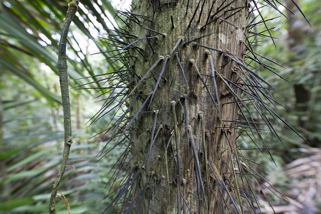 Bactris Palm (Bactris sp) defensive spikes on trunk, Barro Colorado Island, Panama