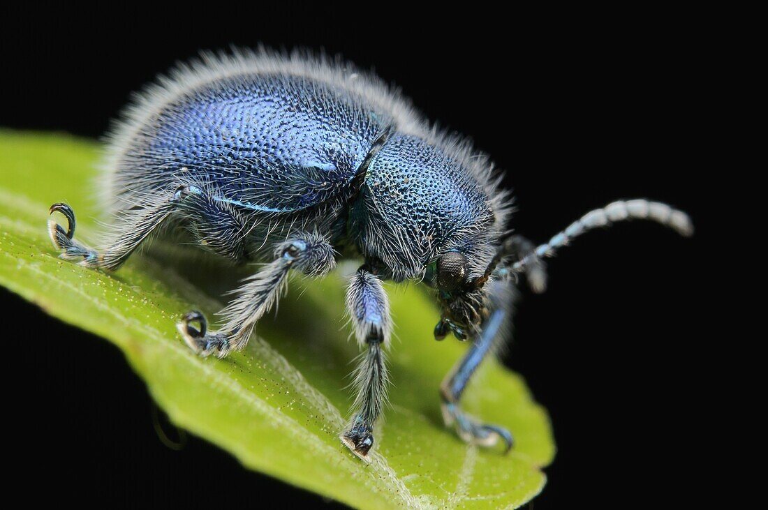 Leaf Beetle (Chrysomelidae) at night, Kubah National Park, Borneo, Malaysia