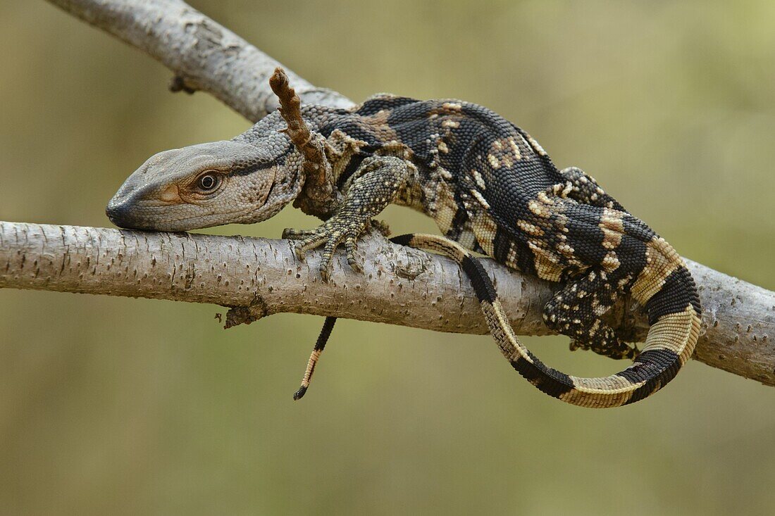 White-throated Monitor (Varanus albigularis) juvenile, Kruger National Park, South Africa