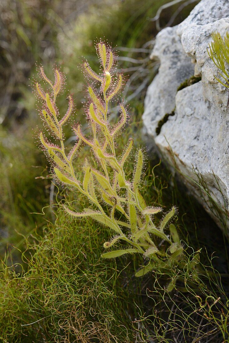 Sundew (Drosera cistiflora), Fernkloof Nature Reserve, South Africa