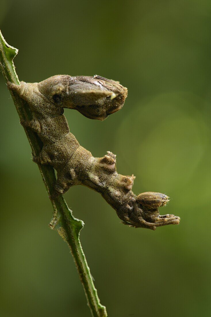 Prominent Moth (Stauropus sp) caterpillar mimicking ant, Kibale National Reserve, Uganda