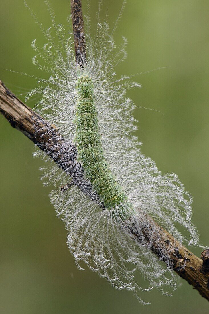 Moth (Lymantriidae) caterpillar with urticating hairs, Tangkoko Nature Reserve, Indonesia
