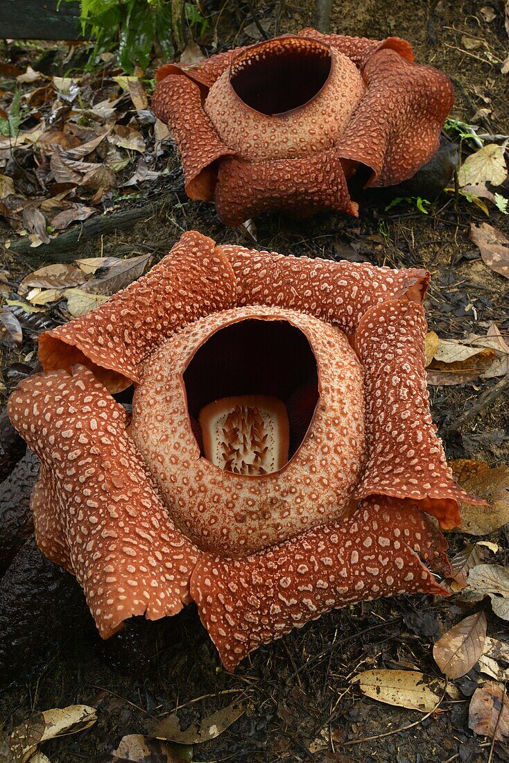 Rafflesia (Rafflesia keithii) pair flowering, largest flower in the world, Sabah, Borneo, Malaysia