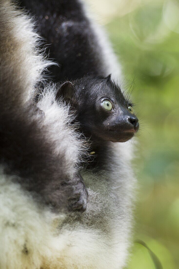 Indri (Indri indri) two week old infant, eastern Madagascar