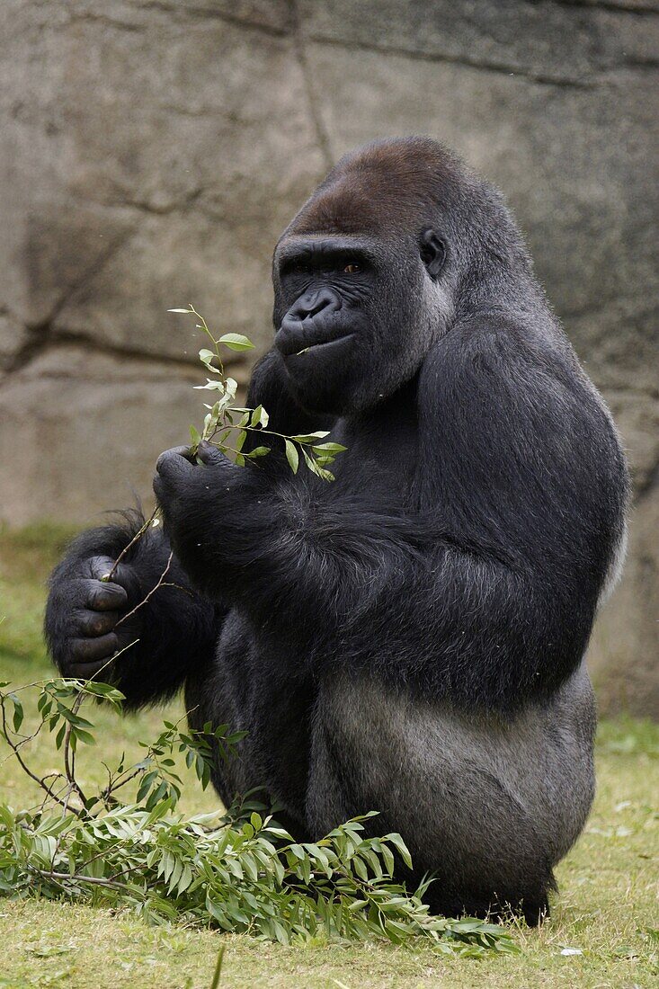 Western Lowland Gorilla (Gorilla gorilla gorilla) silverback feeding on leaves, native to central Africa