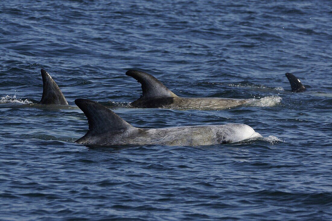 Risso's Dolphin (Grampus griseus) pod surfacing, California