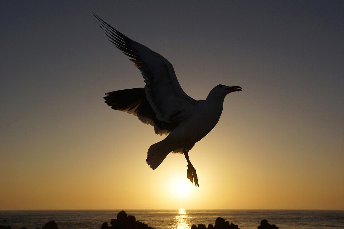 Western Gull (Larus occidentalis) flying at sunset, California