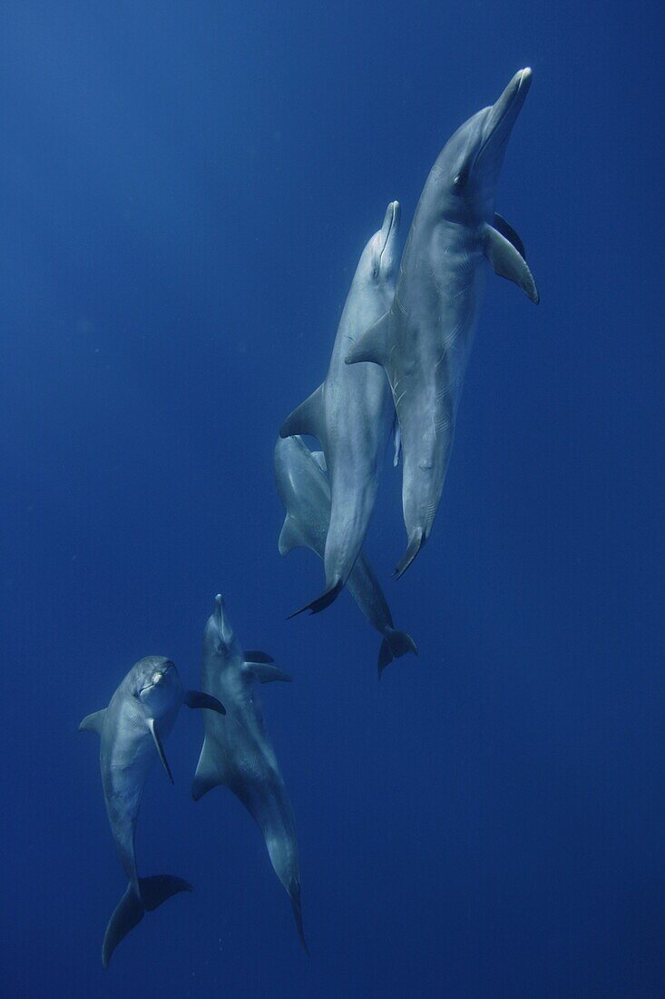 Indo-pacific Bottlenose Dolphin (Tursiops aduncus) pod, Ogasawara Island, Japan