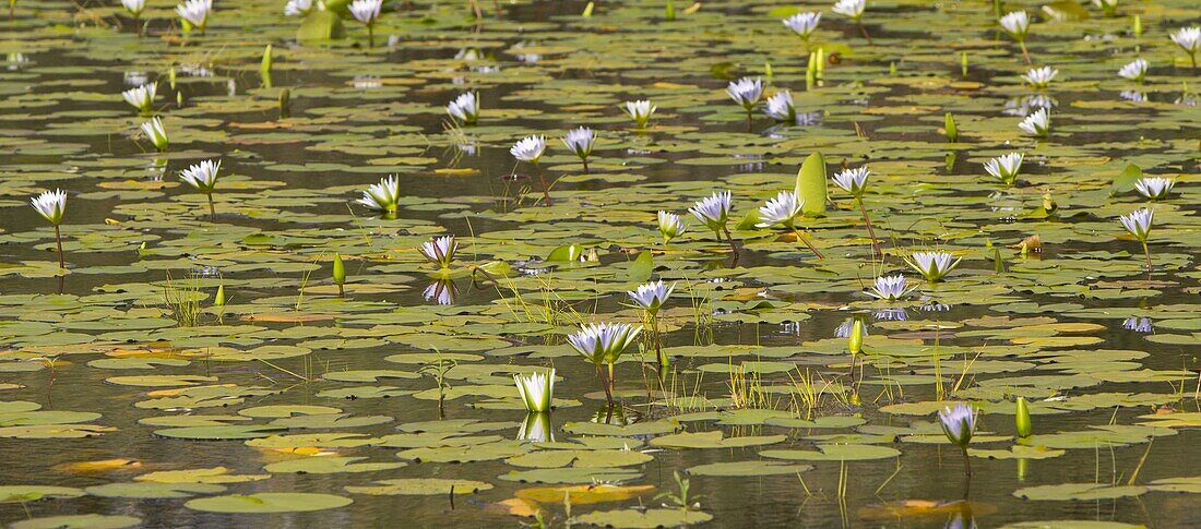 Cape Blue Water-lily (Nymphaea capensis) flowers, Matopos Hills, Zimbabwe