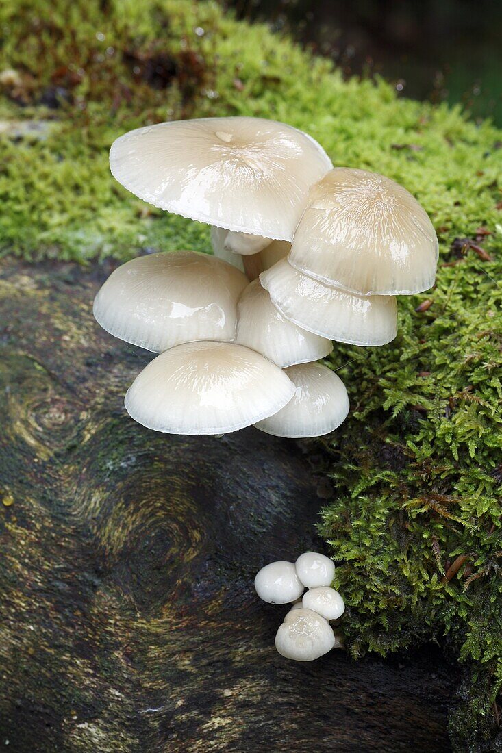 Porcelain Mushroom (Oudemansiella mucida) group, Hessen, Germany