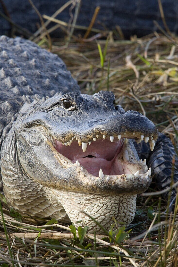 American Alligator (Alligator mississippiensis) thermoregulating, Everglades National Park, Florida