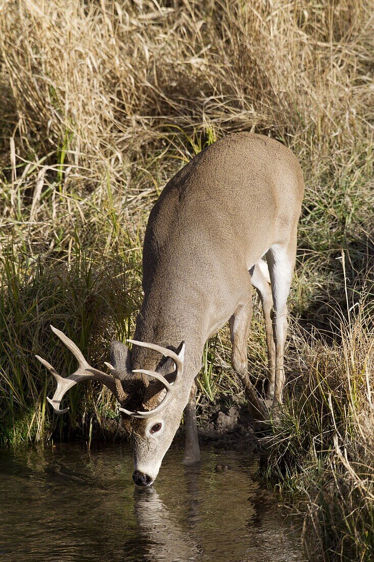 White-tailed Deer (Odocoileus virginianus) buck drinking, northern Rocky Mountains, Canada