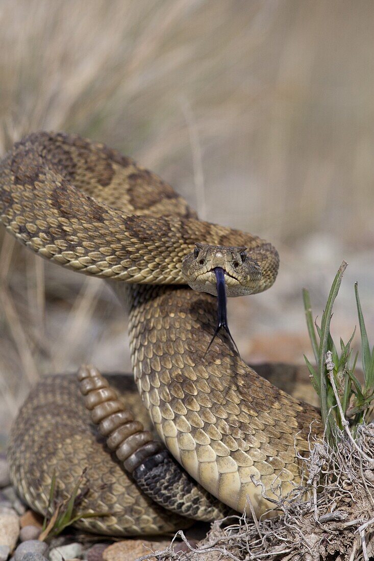 Western Rattlesnake (Crotalus viridis) in defensive posture, western Montana