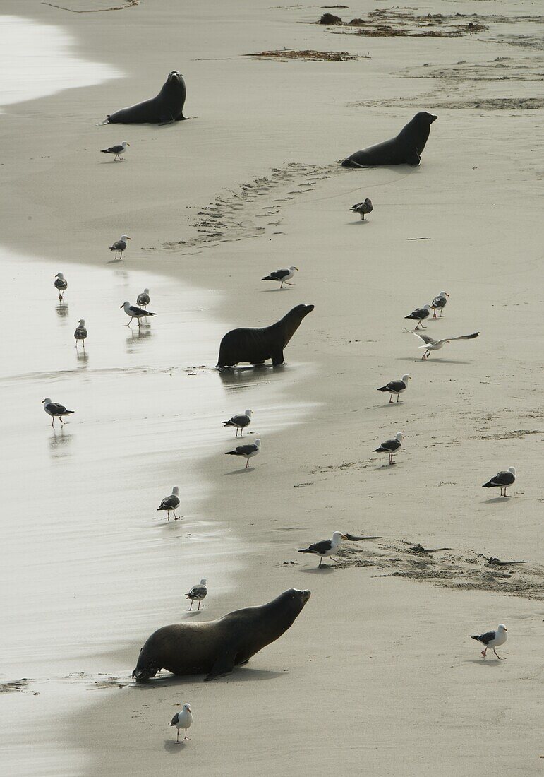 California Sea Lion (Zalophus californianus) group coming ashore at major breeding colony, Point Bennet, San Miguel Island, Channel Islands National Park, California