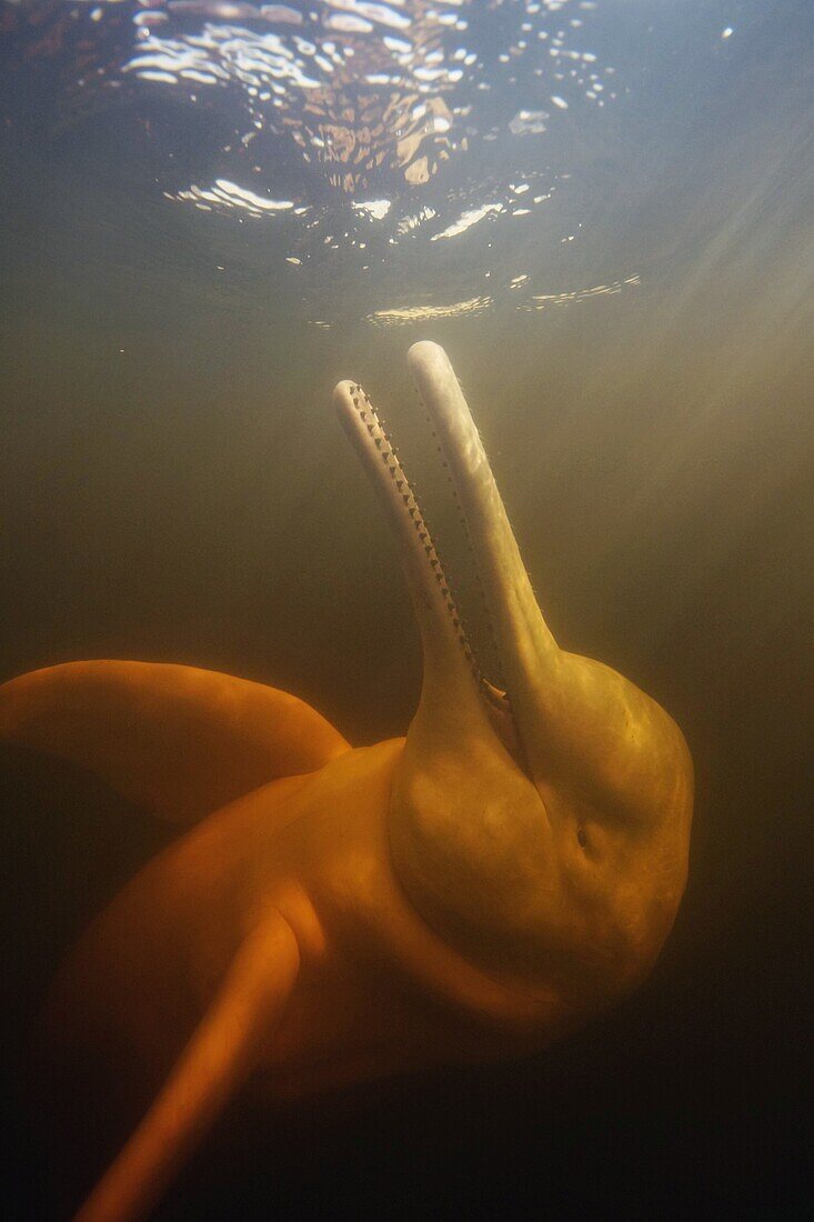 Amazon River Dolphin (Inia geoffrensis), Rio Negro, Brazil