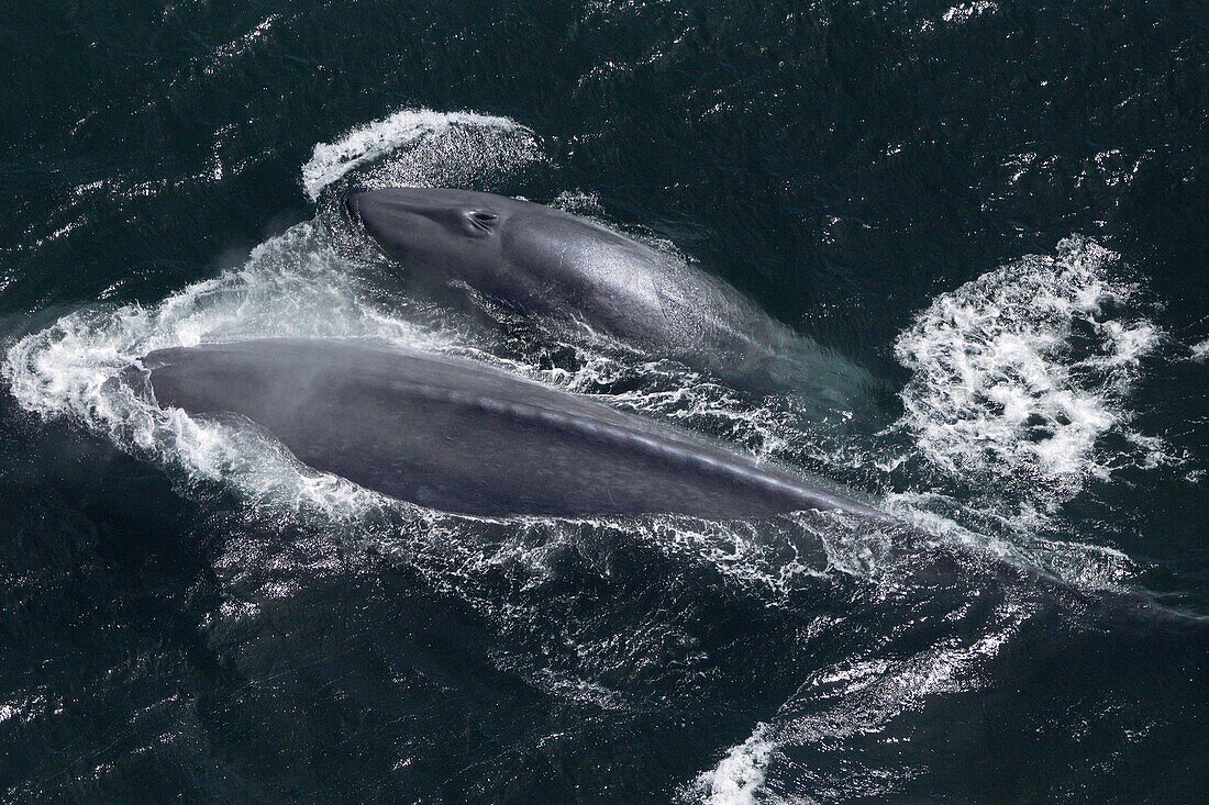 Blue Whale (Balaenoptera musculus) mother and calf, California