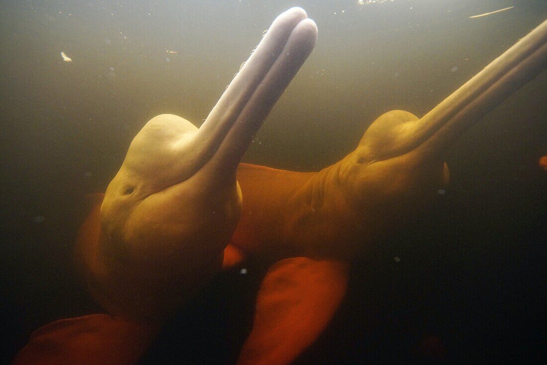 Amazon River Dolphin (Inia geoffrensis) pair, Rio Negro, Brazil