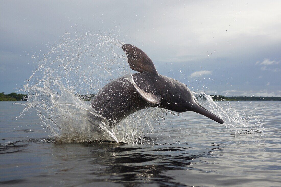 Amazon River Dolphin (Inia geoffrensis) jumping, Rio Negro, Brazil