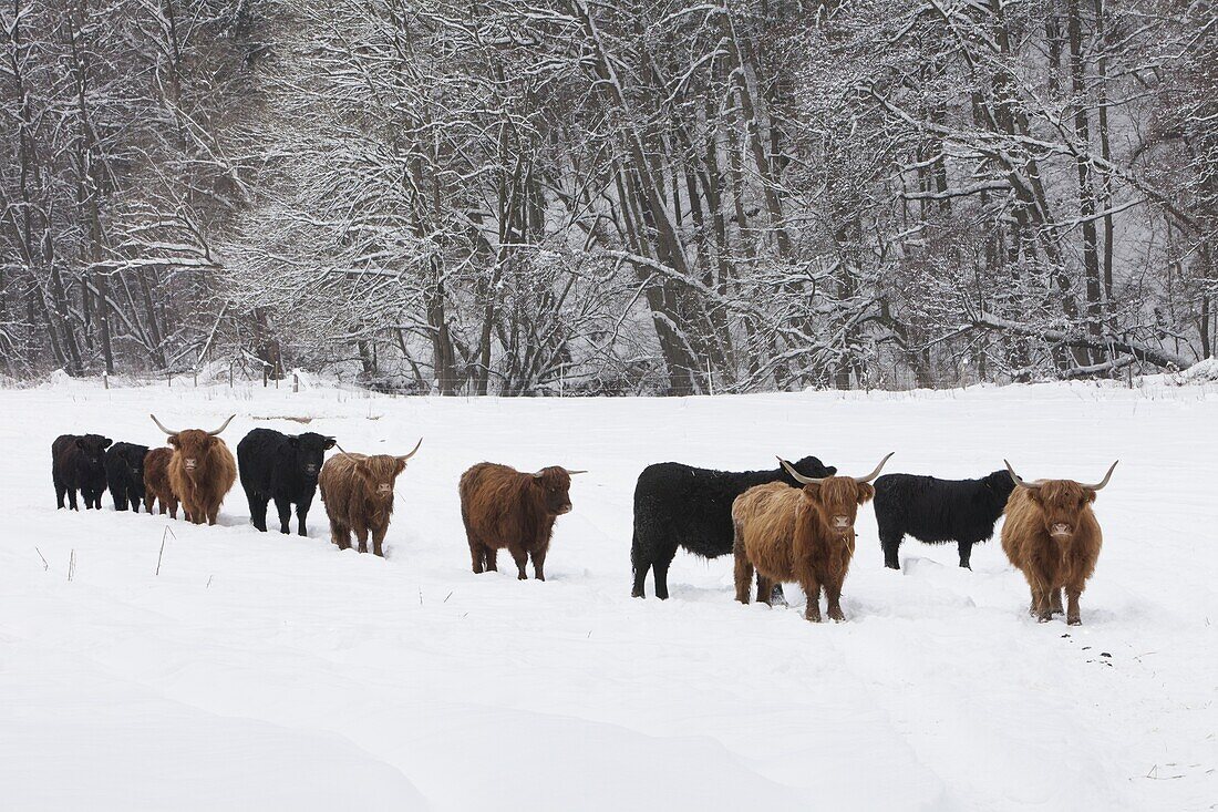 Highland Cattle (Bos taurus) and Aberdeen Angus Cattle (Bos taurus) herd in winter, Germany