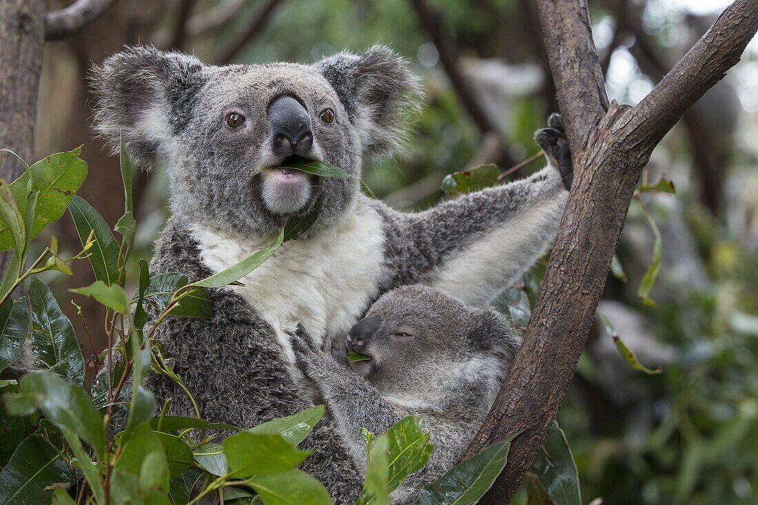 Koala (Phascolarctos cinereus) mother and ten-month-old joey feeding, Queensland, Australia