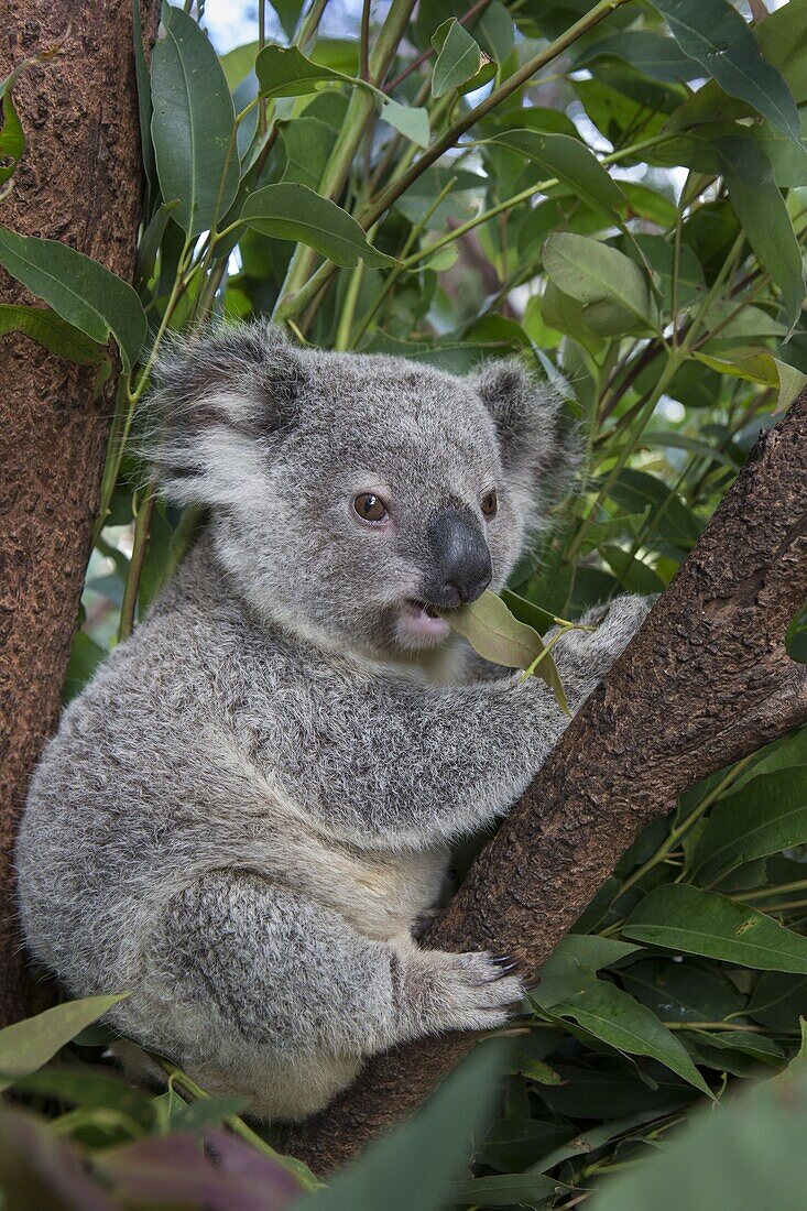 Koala (Phascolarctos cinereus) eleven-month-old joey, Queensland, Australia