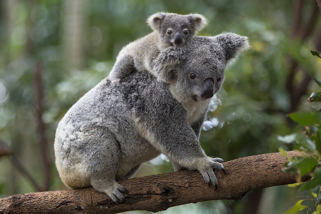 Koala (Phascolarctos cinereus) eight-month-old joey on mother's back, Queensland, Australia