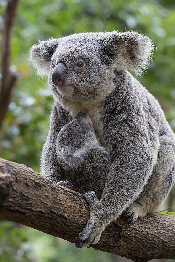 Koala (Phascolarctos cinereus) mother and eight-month-old joey, Queensland, Australia