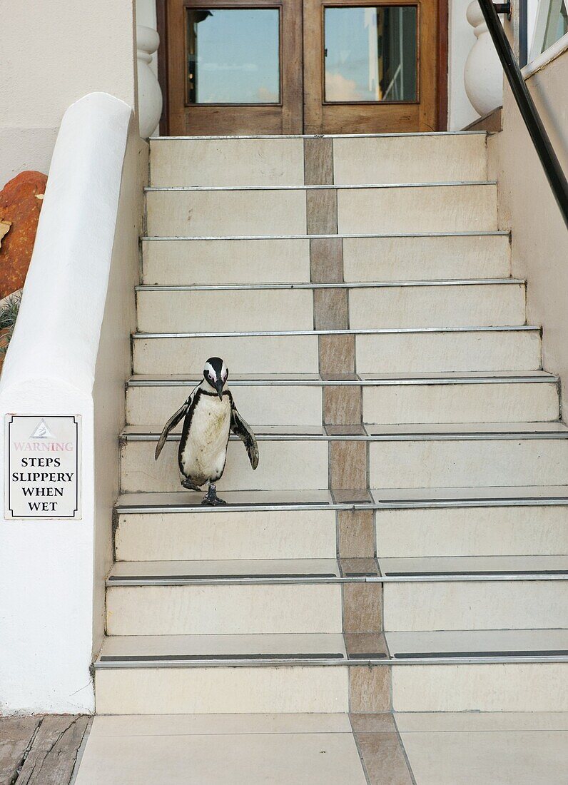 Black-footed Penguin (Spheniscus demersus) descending stairs, Boulders Beach, Cape Peninsula, South Africa