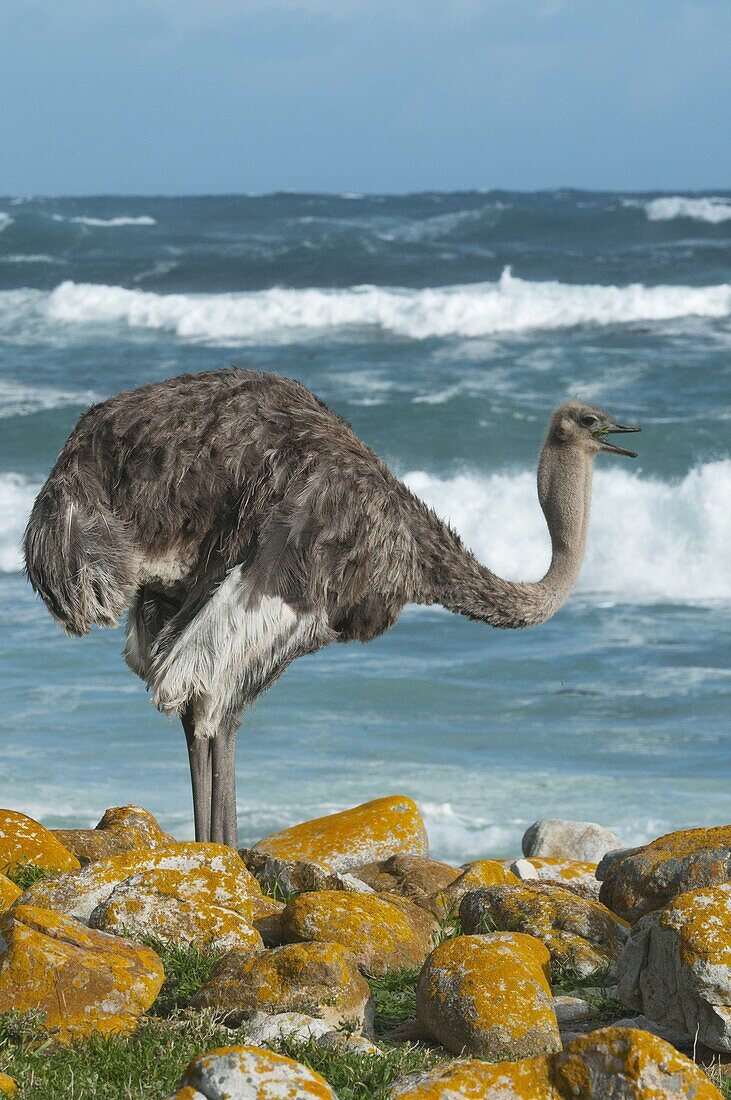 Ostrich (Struthio camelus) female near shore, Cape of Good Hope, Cape Peninsula, South Africa