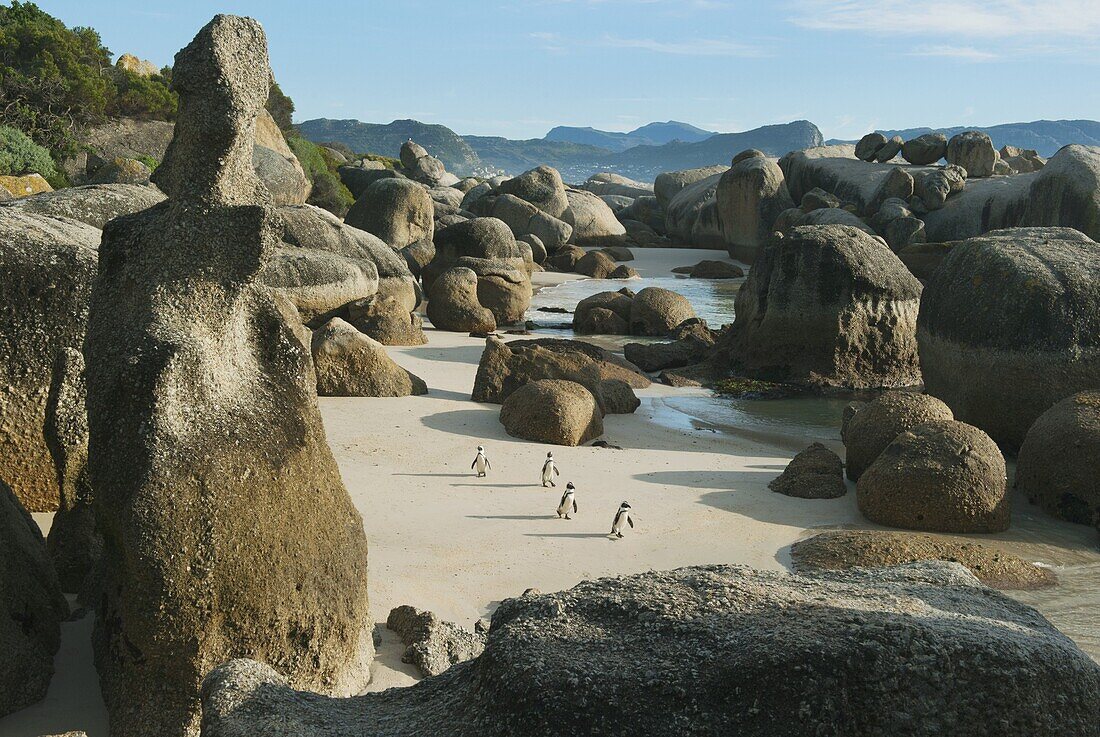Black-footed Penguin (Spheniscus demersus) group, Boulders Beach, Cape Peninsula, South Africa