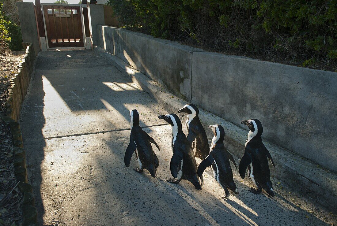 Black-footed Penguin (Spheniscus demersus) group walking up concrete path, Boulders Beach, Cape Peninsula, South Africa