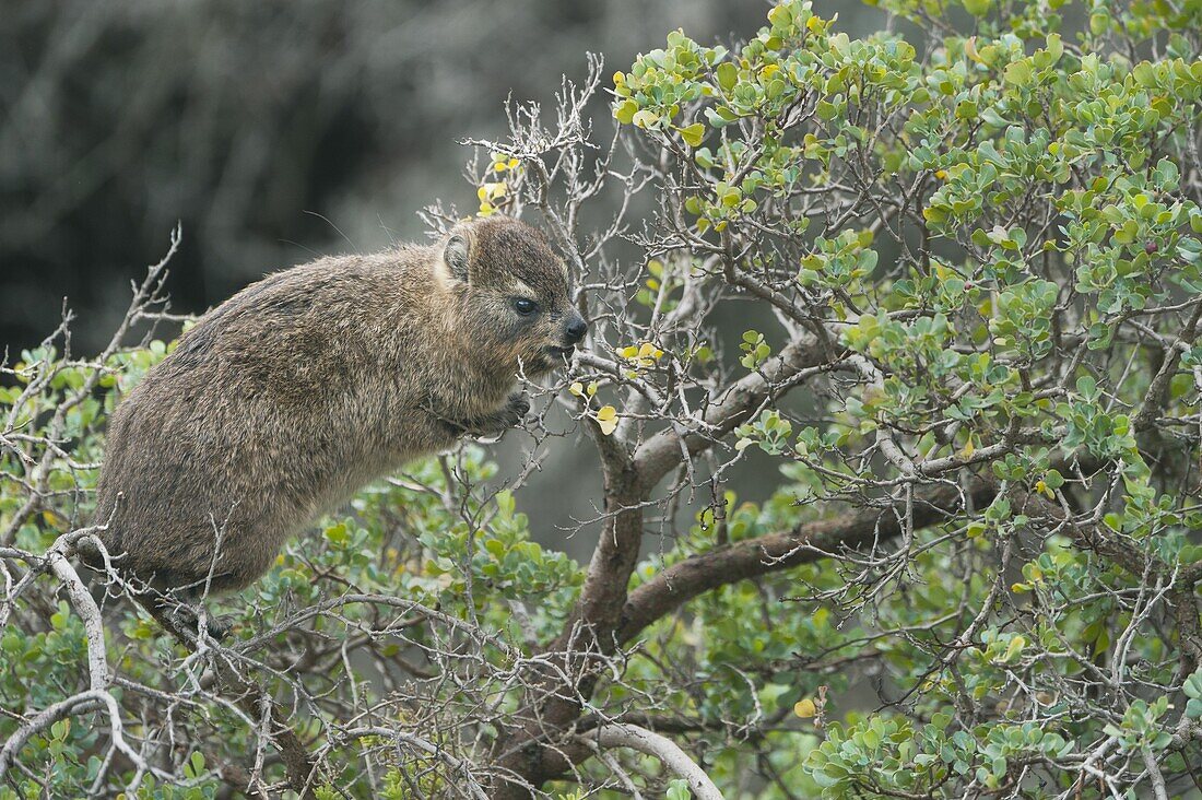 Rock Hyrax (Procavia capensis), Boulders Beach, Cape Peninsula, South Africa