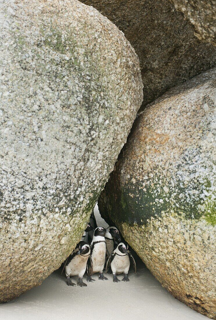 Black-footed Penguin (Spheniscus demersus) group between large boulders, Boulders Beach, Cape Peninsula, South Africa