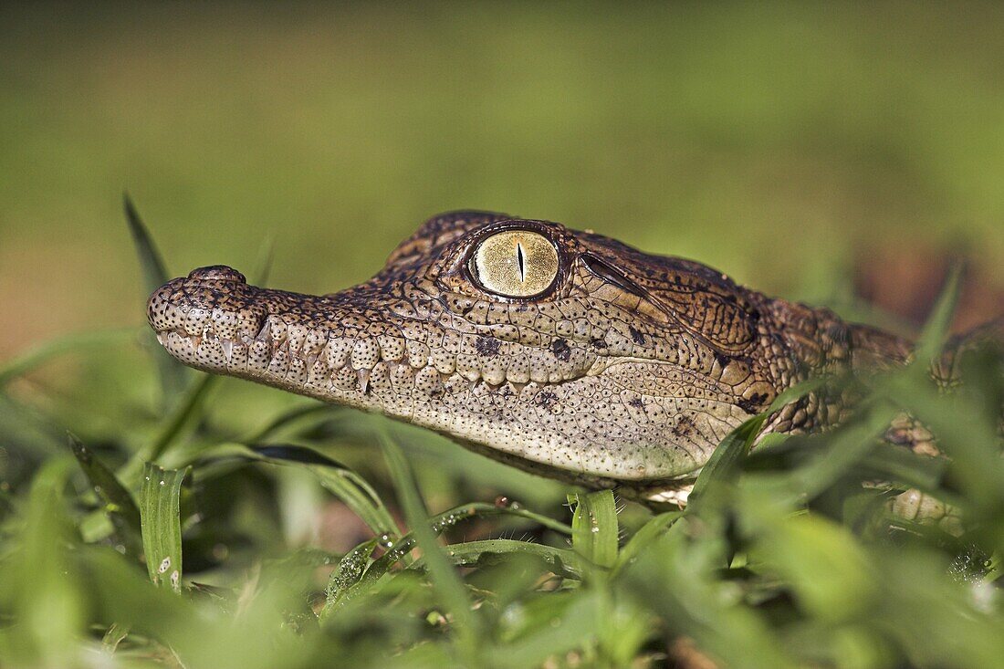 Nile Crocodile (Crocodylus niloticus) hatchling, iSimangaliso Wetland Park, South Africa