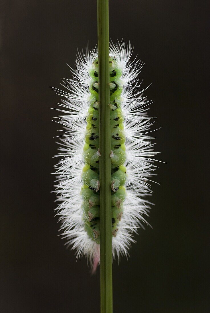 Pale Tussock (Calliteara pudibunda) caterpillar, Nijmegen, Netherlands