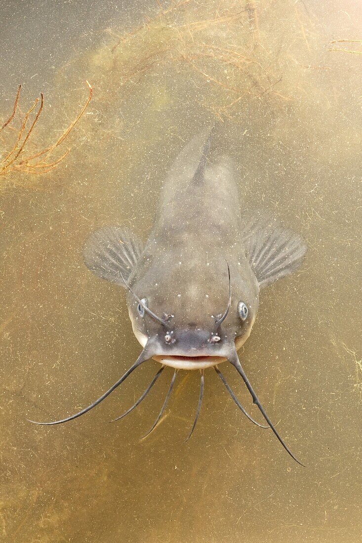 Common Bullhead (Ameiurus nebulosus), Netherlands